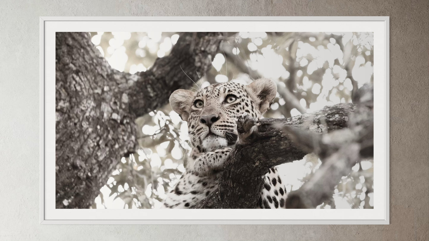 White box-framed artwork print of a leopard in a tree by Francoise V Fine Art Gallery in Cape Town, South Africa