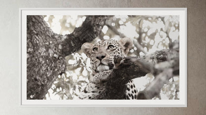 White box-framed artwork print of a leopard in a tree by Francoise V Fine Art Gallery in Cape Town, South Africa