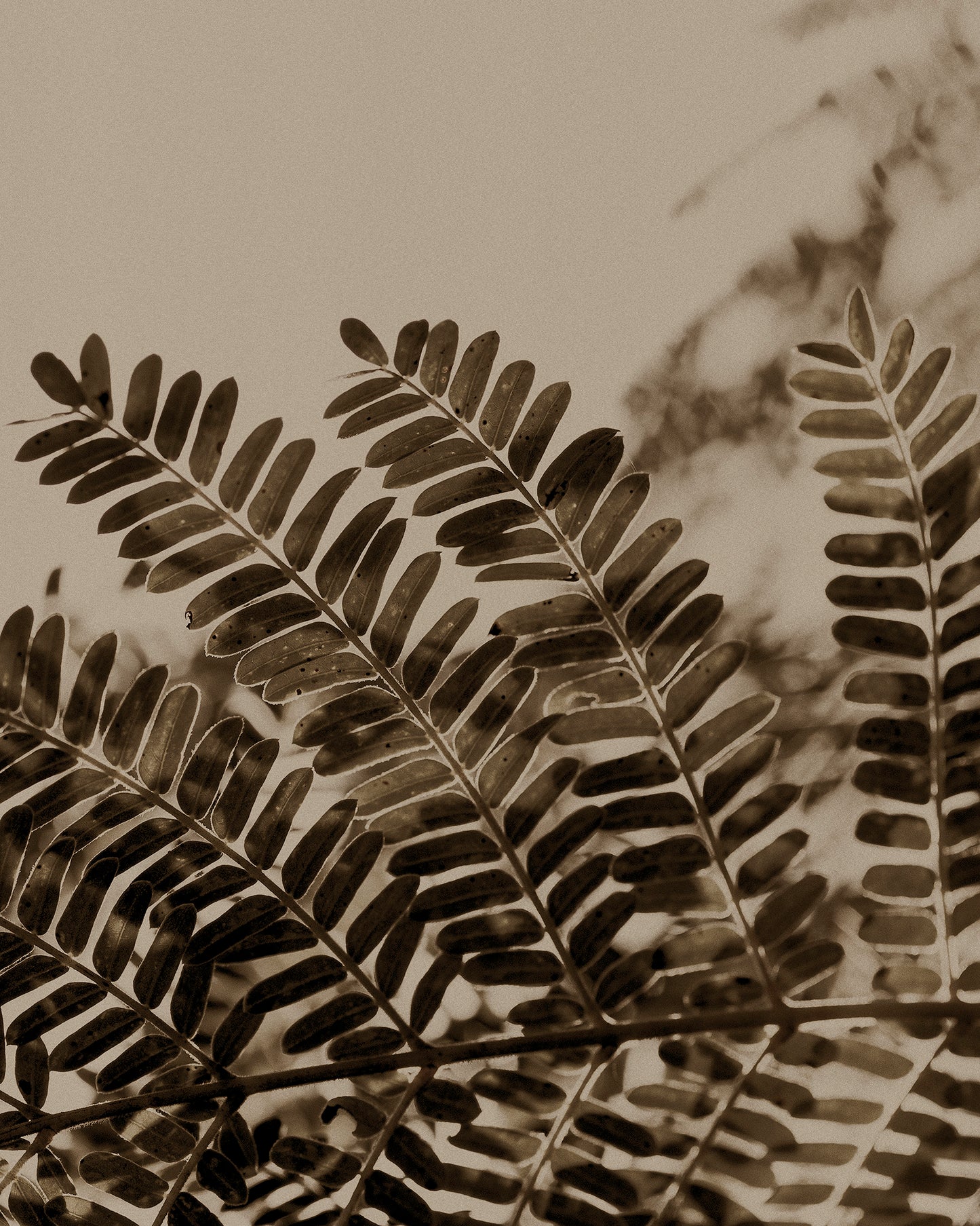 Artwork print of a close-up of acacia leaves with a beige background by Francoise V Fine Art Gallery in Cape Town, South Africa.