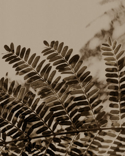 Artwork print of a close-up of acacia leaves with a beige background by Francoise V Fine Art Gallery in Cape Town, South Africa.