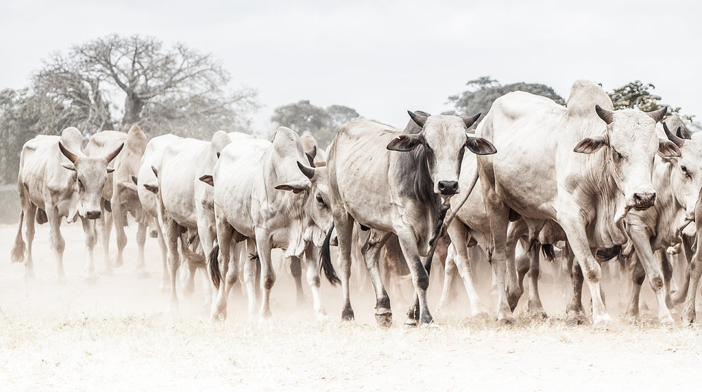 Artwork print of a portrait of a herd of cattle by Francoise V Fine Art Gallery in Cape Town, South Africa