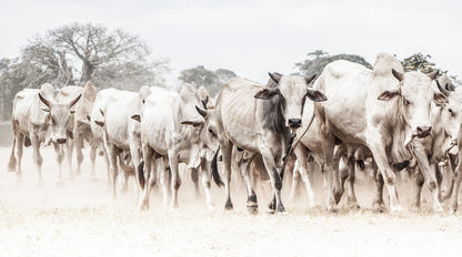 Artwork print of a portrait of a herd of cattle by Francoise V Fine Art Gallery in Cape Town, South Africa