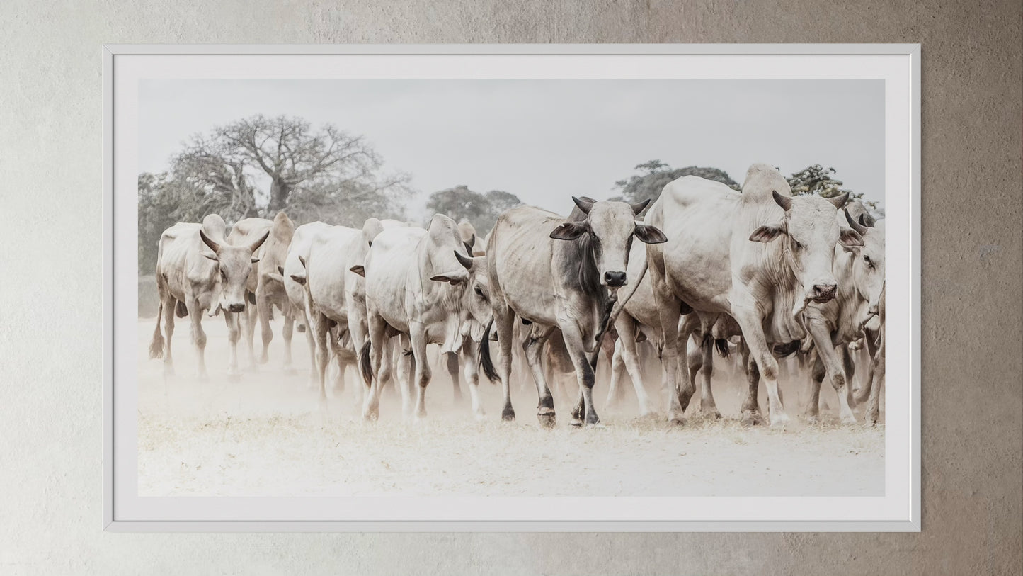 White box-framed artwork print of a portrait of a herd of cattle by Francoise V Fine Art Gallery in Cape Town, South Africa