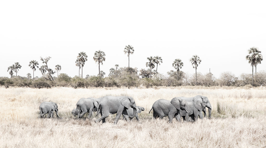 Artwork print of a portrait of a herd of elephants walking through grasslands by Francoise V Fine Art Gallery in Cape Town, South Africa