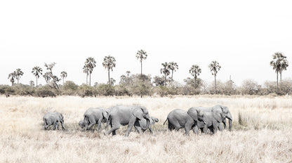 Artwork print of a portrait of a herd of elephants walking through grasslands by Francoise V Fine Art Gallery in Cape Town, South Africa