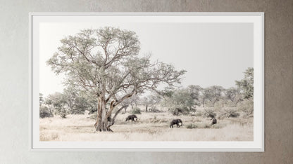 White box framed artwork print of elephants in a savanna landscape with a large tree from the wildlife collection by Francoise V Fine Art Gallery in Cape Town, South Africa