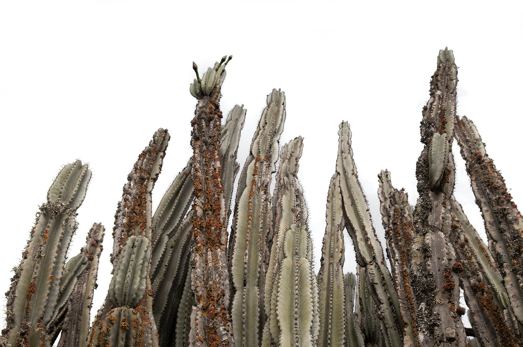 ASPIRING CACTI