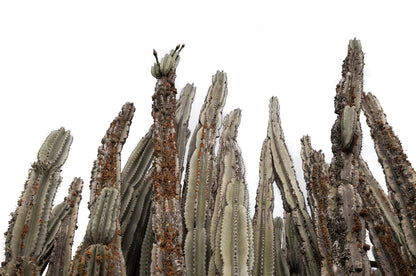 ASPIRING CACTI