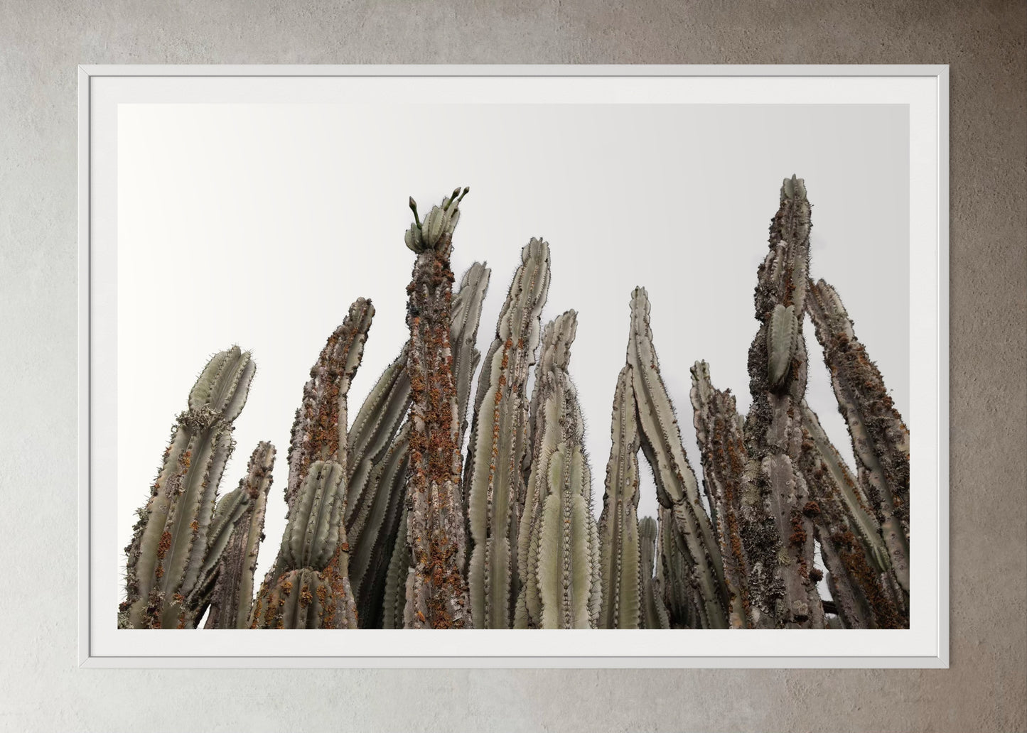 ASPIRING CACTI