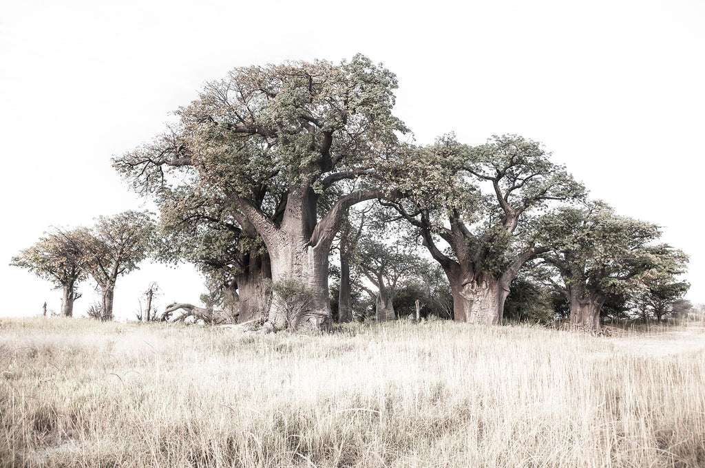 Artwork print of a portrait of a Large tree in a grassy field with a clear sky by Francoise V Fine Art Gallery in Cape Town, South Africa