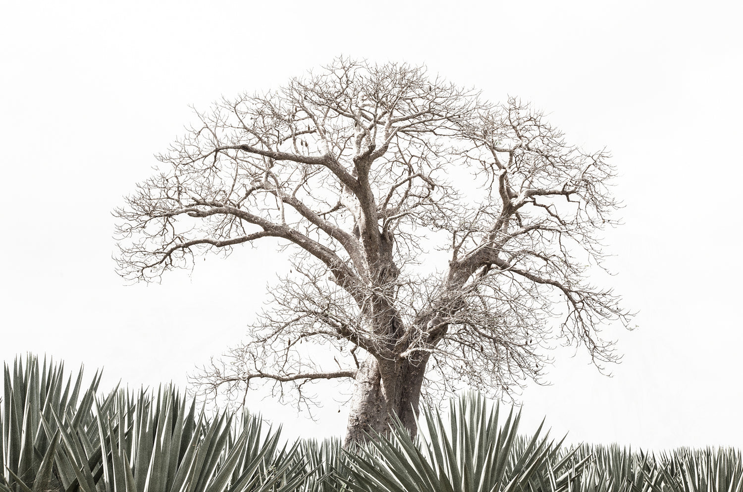 Artwork print of a portrait of a Large tree in a field with a clear sky by Francoise V Fine Art Gallery in Cape Town, South Africa