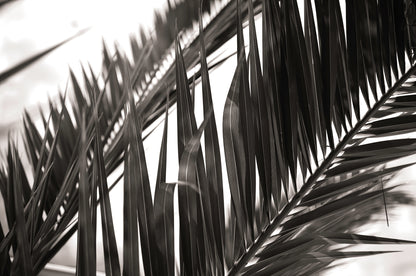 Black and white artwork print of close up of palm leaves by Francoise V Fine Art Gallery in Cape Town.