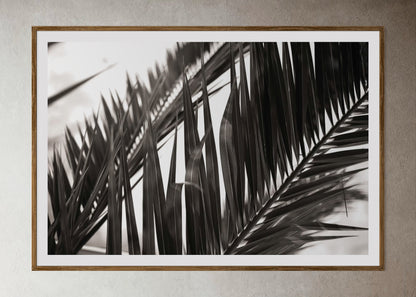 Natural wood framed artwork of black and white close up of palm leaves by Francoise V Fine Art Gallery in Cape Town.