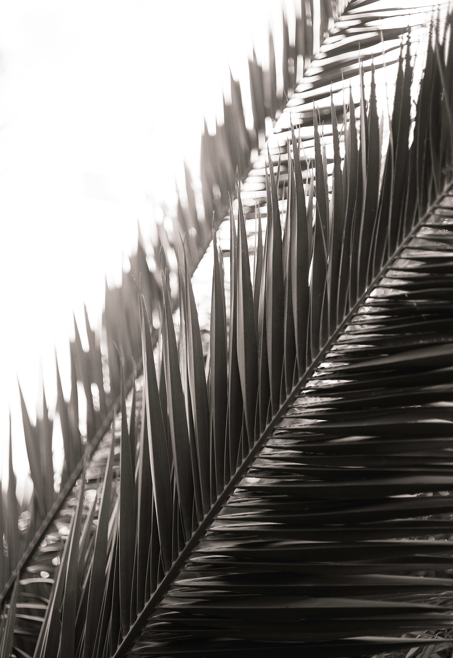 Artwork print of a portrait of palm leaves by Francoise V Fine Art Gallery in Cape Town, South Africa