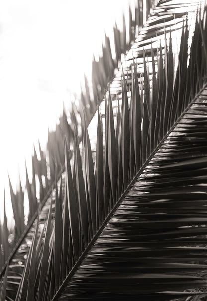 Artwork print of a portrait of palm leaves by Francoise V Fine Art Gallery in Cape Town, South Africa