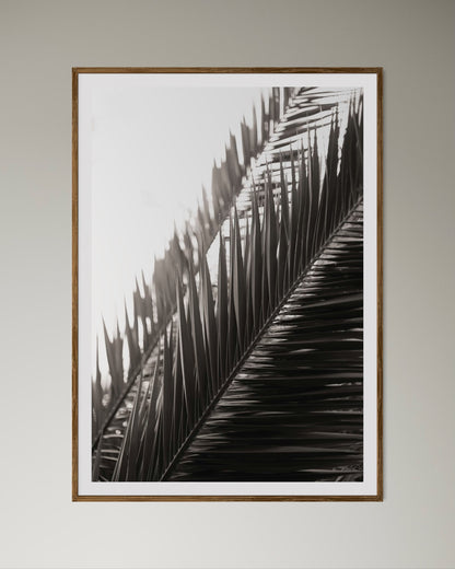 Natural Wood Kiaat framed artwork of palm leaves by Francoise V Fine Art Gallery in Cape Town, South Africa