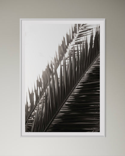 White box-framed artwork print of palm leaves by Francoise V Fine Art Gallery in Cape Town, South Africa