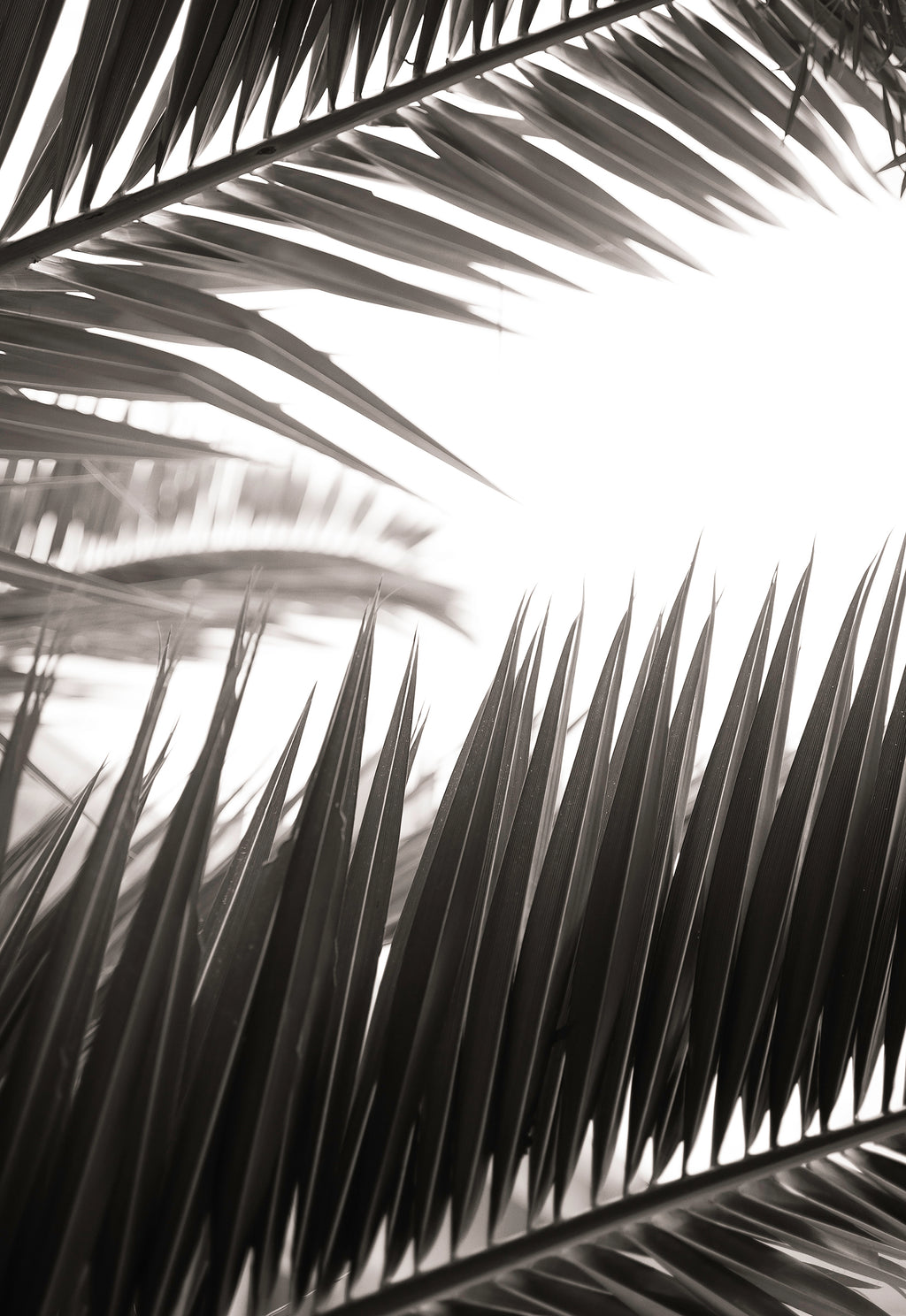 Artwork print of a portrait of palm leaves by Francoise V Fine Art Gallery in Cape Town, South Africa