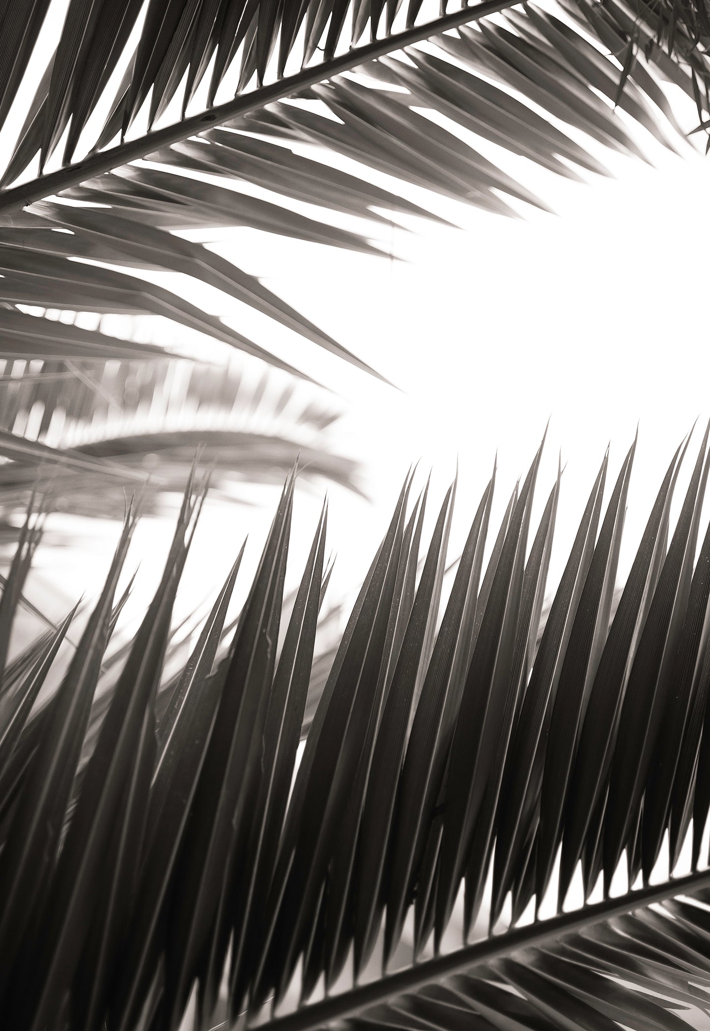 Artwork print of a portrait of palm leaves by Francoise V Fine Art Gallery in Cape Town, South Africa