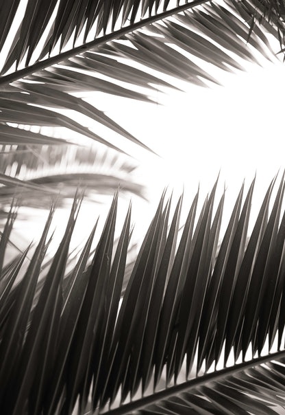 Artwork print of a portrait of palm leaves by Francoise V Fine Art Gallery in Cape Town, South Africa