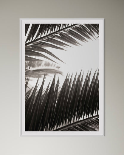 White box-framed artwork print of palm leaves by Francoise V Fine Art Gallery in Cape Town, South Africa