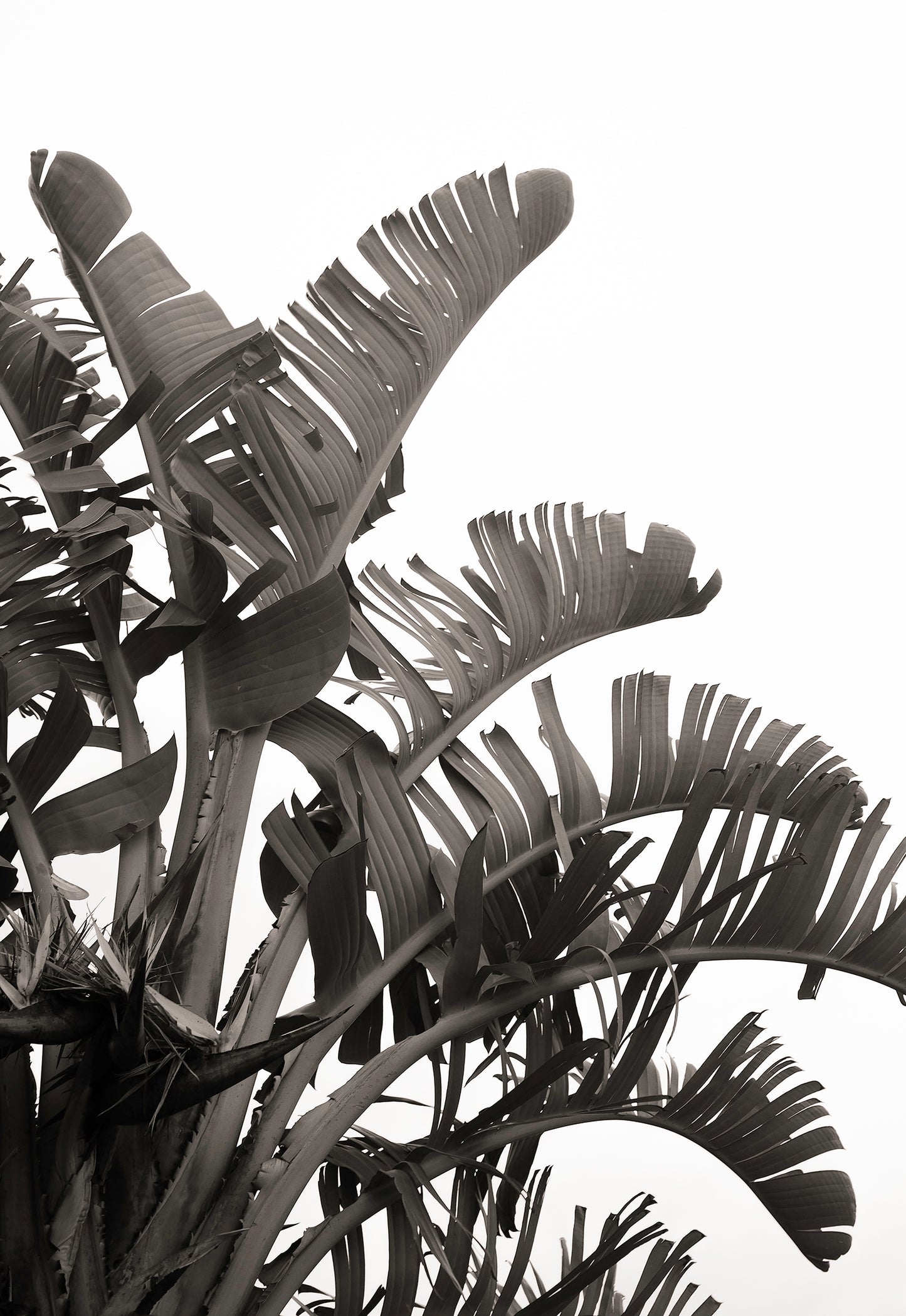 Artwork print of a portrait of palm leaves by Francoise V Fine Art Gallery in Cape Town, South Africa