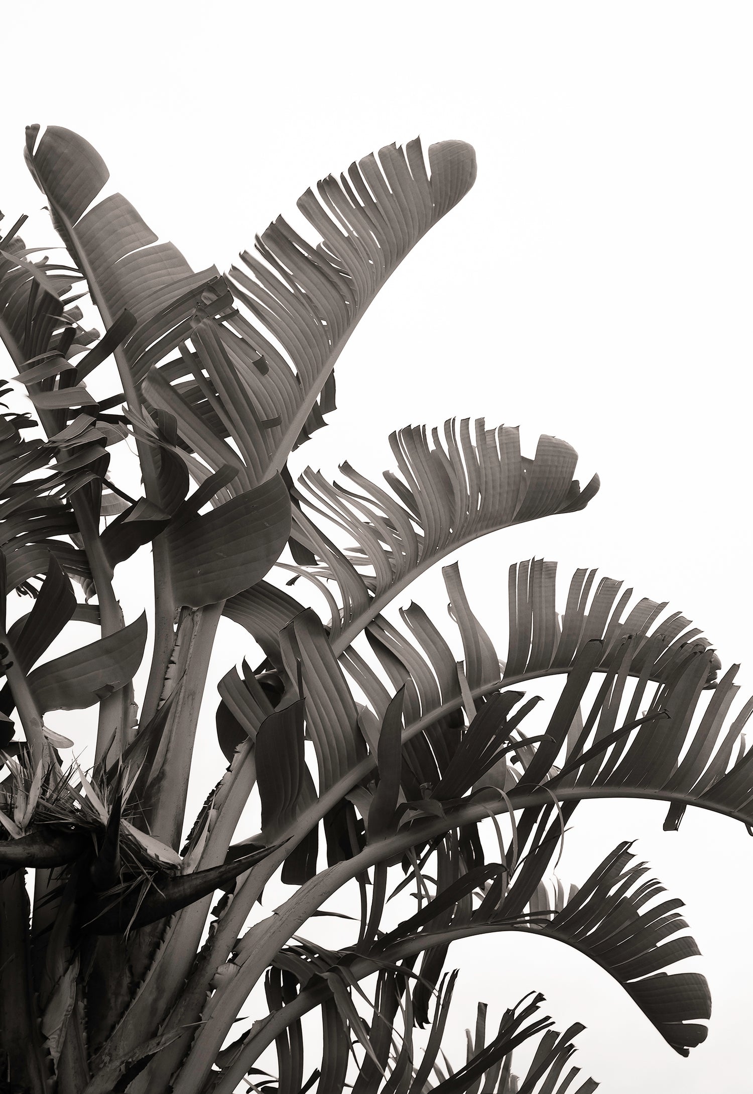 Artwork print of a portrait of palm leaves by Francoise V Fine Art Gallery in Cape Town, South Africa