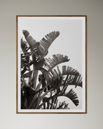 Natural Wood Kiaat framed artwork of palm leaves by Francoise V Fine Art Gallery in Cape Town, South Africa