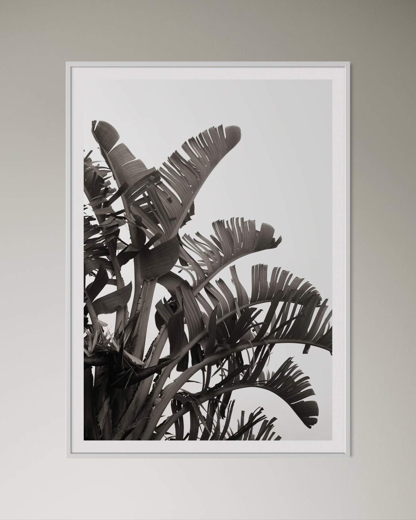White box-framed artwork print of palm leaves by Francoise V Fine Art Gallery in Cape Town, South Africa