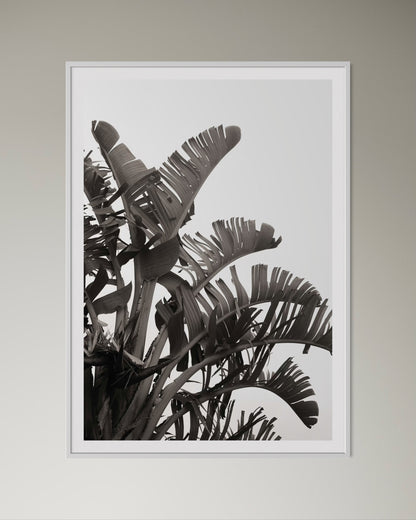 White box-framed artwork print of palm leaves by Francoise V Fine Art Gallery in Cape Town, South Africa