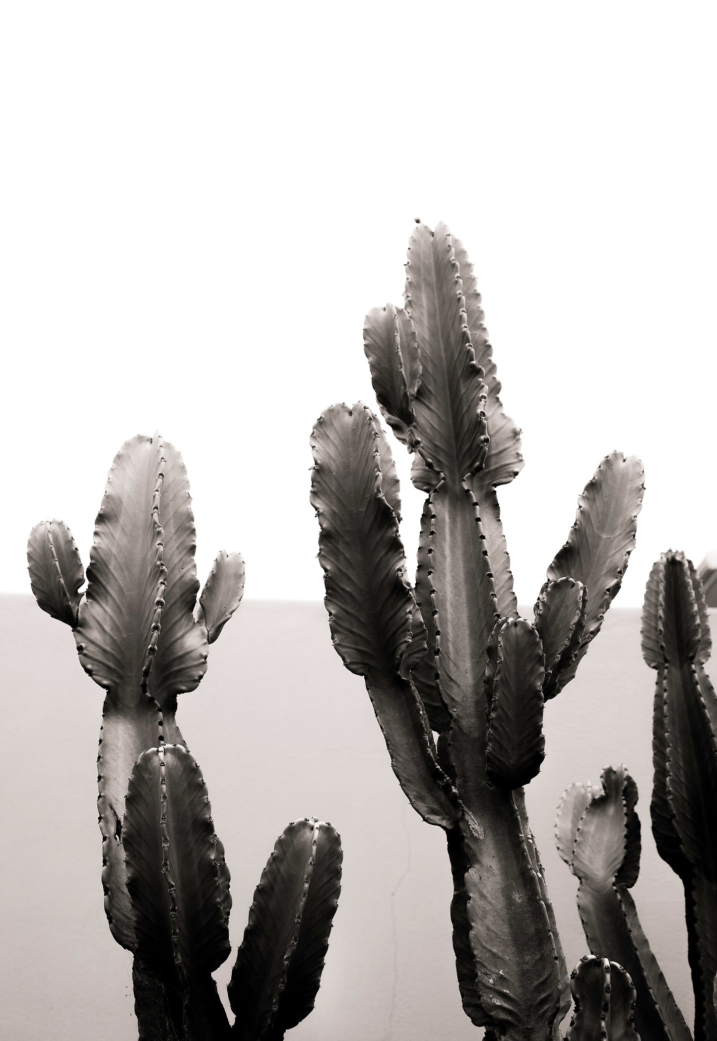Artwork print of a portrait of a cactus by Francoise V Fine Art Gallery in Cape Town, South Africa