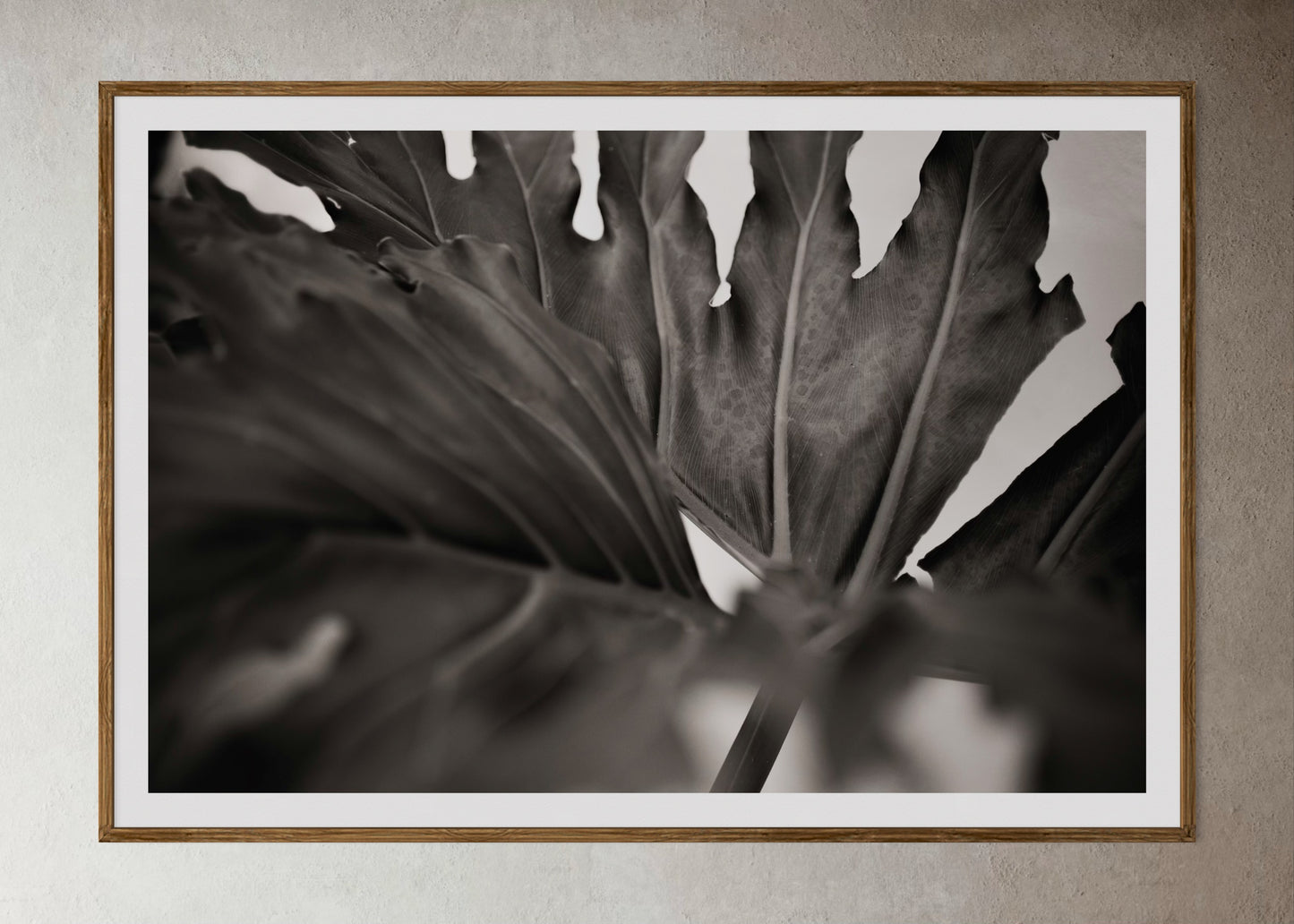 Natural Wood Kiaat framed artwork of a large leaf by Francoise V Fine Art Gallery in Cape Town, South Africa