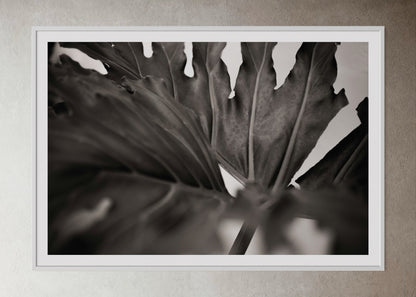 White box-framed artwork print of a large leaf by Francoise V Fine Art Gallery in Cape Town, South Africa