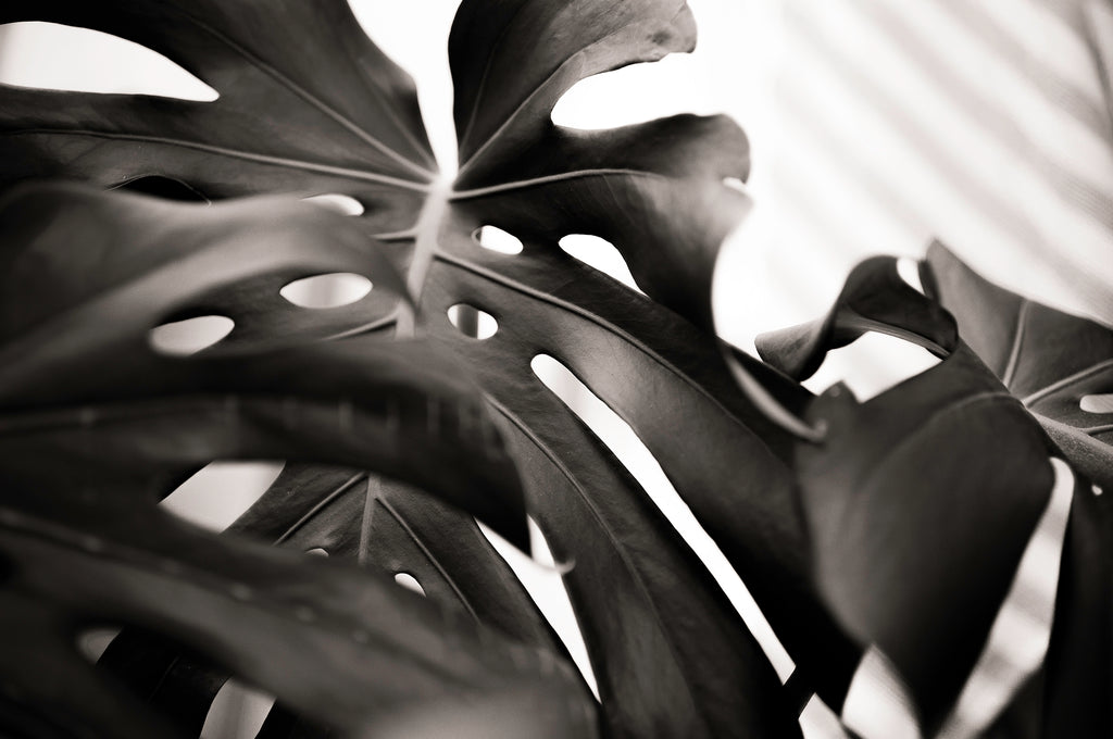 Artwork print of a portrait of a palm leaf by Francoise V Fine Art Gallery in Cape Town, South Africa