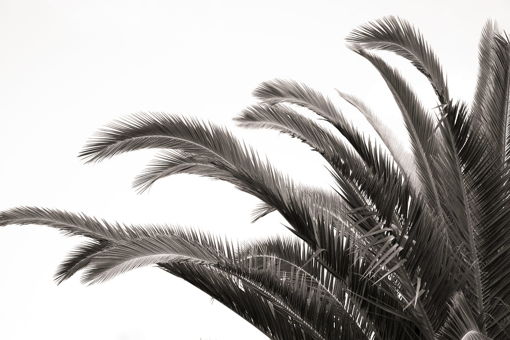 Artwork print of a portrait of palm leaves by Francoise V Fine Art Gallery in Cape Town, South Africa
