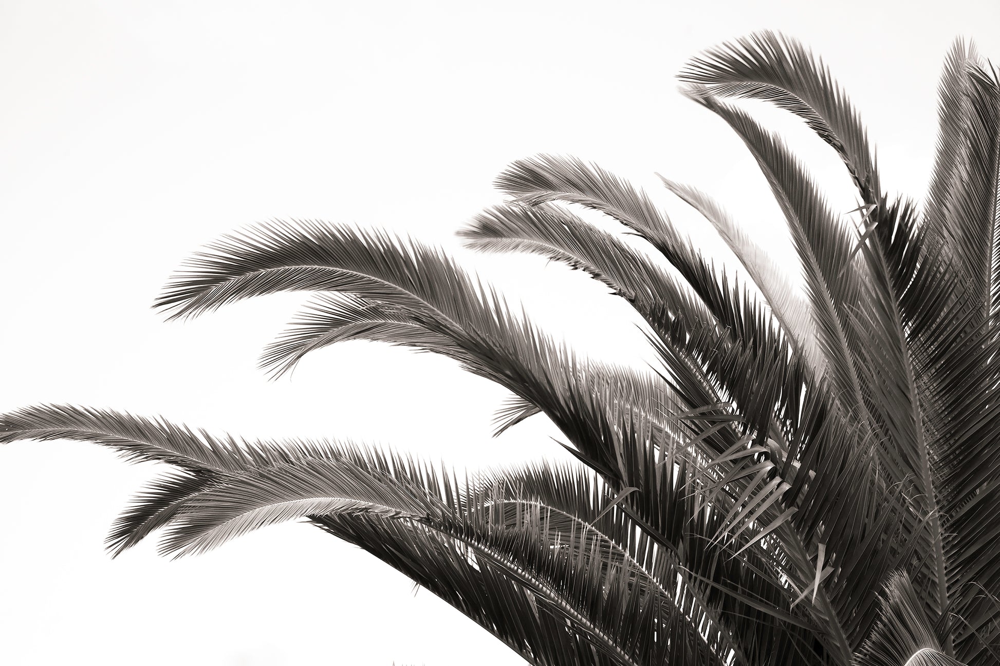 Artwork print of a portrait of palm leaves by Francoise V Fine Art Gallery in Cape Town, South Africa