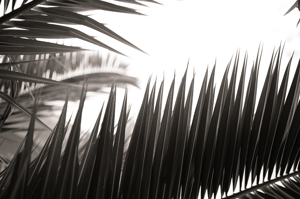 Artwork print of a portrait of palm leaves by Francoise V Fine Art Gallery in Cape Town, South Africa