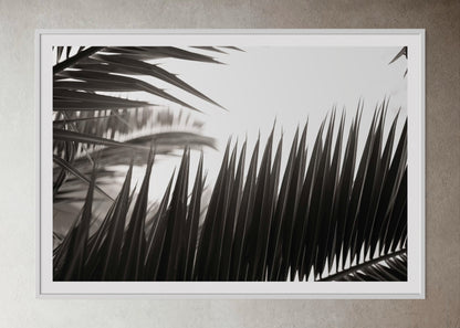 White box-framed artwork print of palm leaves by Francoise V Fine Art Gallery in Cape Town, South Africa