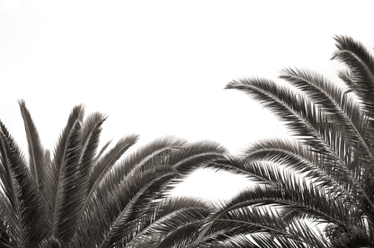 Artwork print of a portrait of palm leaves by Francoise V Fine Art Gallery in Cape Town, South Africa