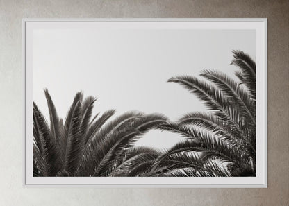 White box-framed artwork print of palm leaves by Francoise V Fine Art Gallery in Cape Town, South Africa