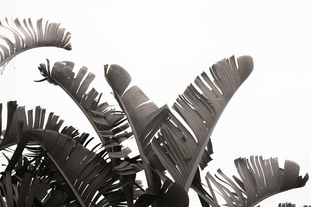Artwork print of a portrait of palm leaves by Francoise V Fine Art Gallery in Cape Town, South Africa