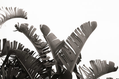 Artwork print of a portrait of palm leaves by Francoise V Fine Art Gallery in Cape Town, South Africa