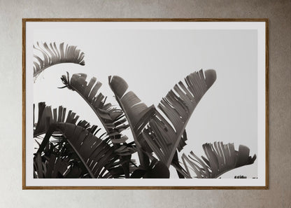 Natural Wood Kiaat framed artwork of palm leaves by Francoise V Fine Art Gallery in Cape Town, South Africa