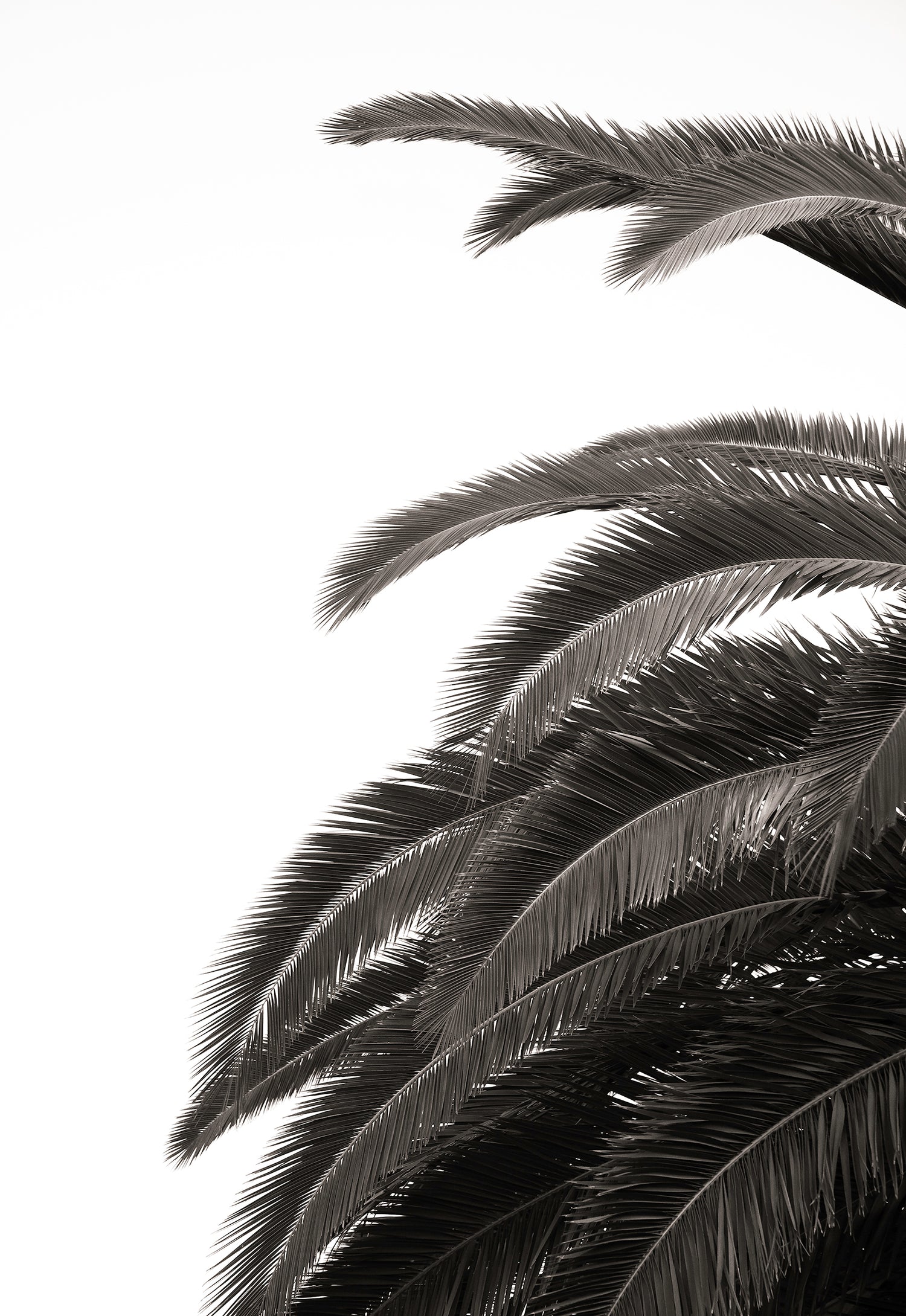 Artwork print of a portrait of palm leaves by Francoise V Fine Art Gallery in Cape Town, South Africa