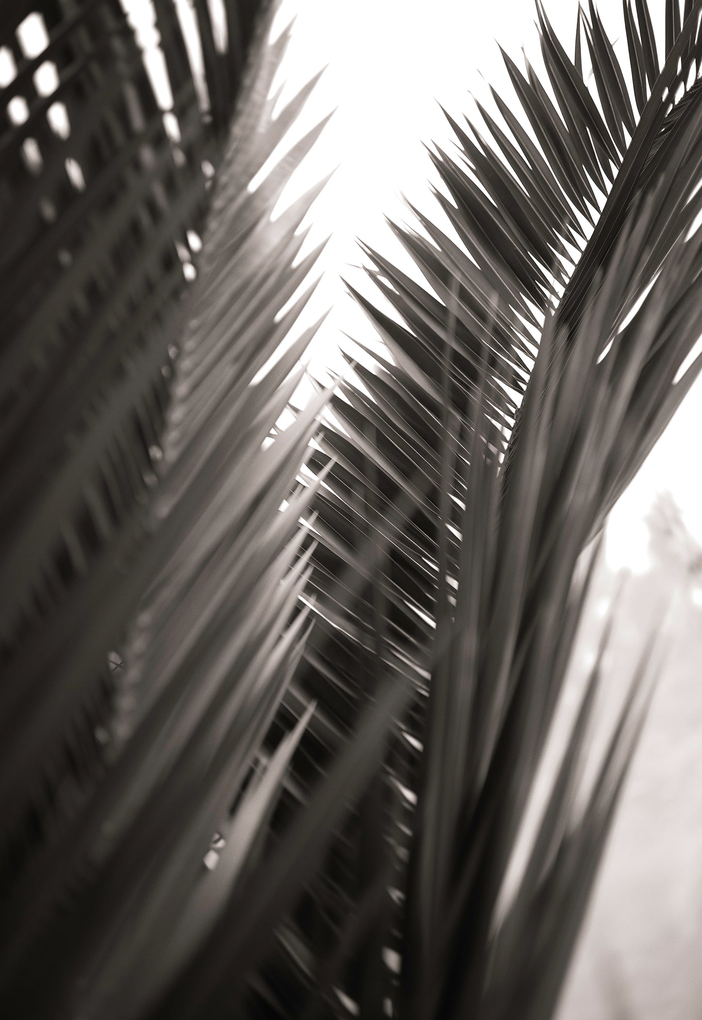 Artwork print of a portrait of palm leaves by Francoise V Fine Art Gallery in Cape Town, South Africa