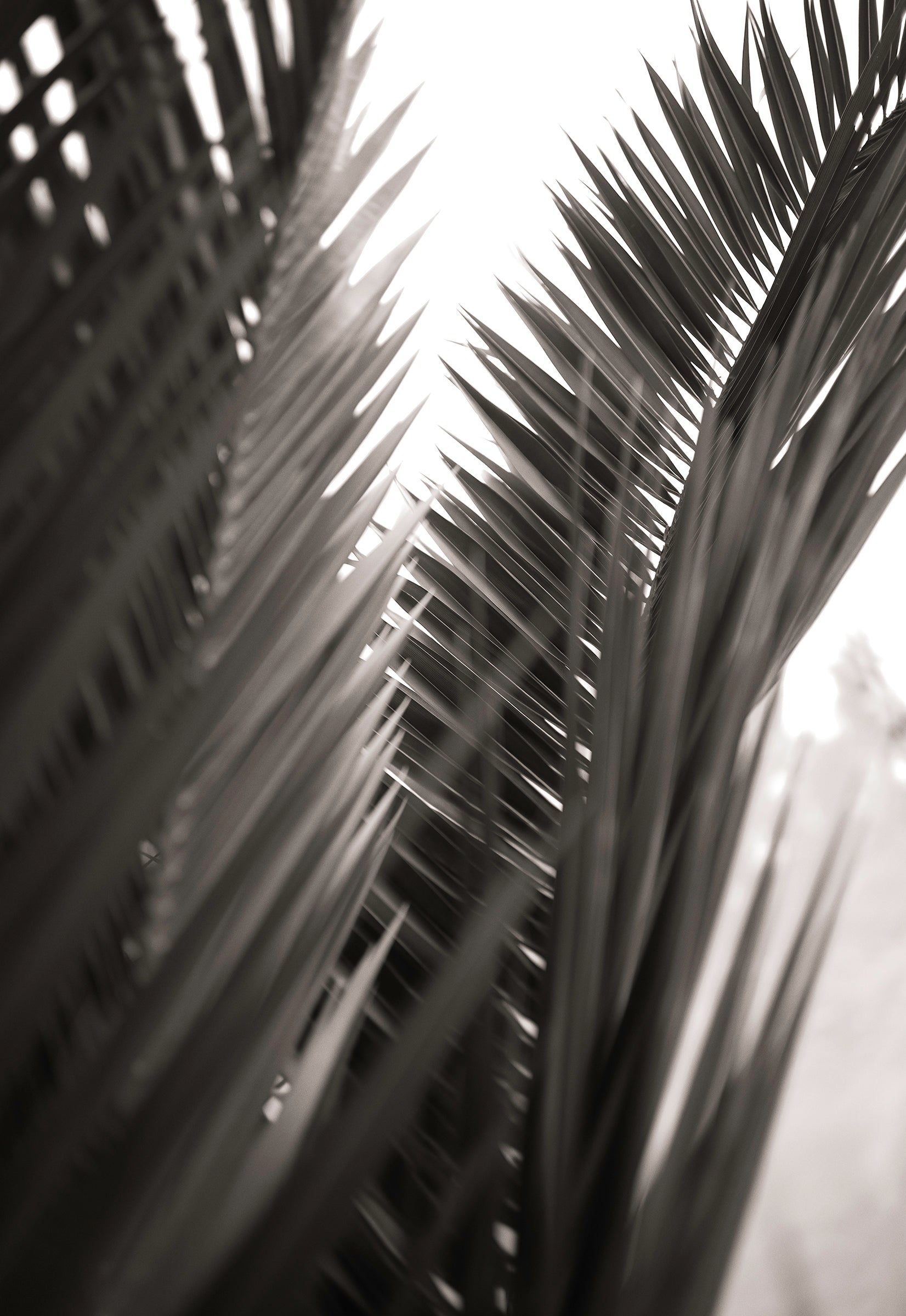 Artwork print of a portrait of palm leaves by Francoise V Fine Art Gallery in Cape Town, South Africa