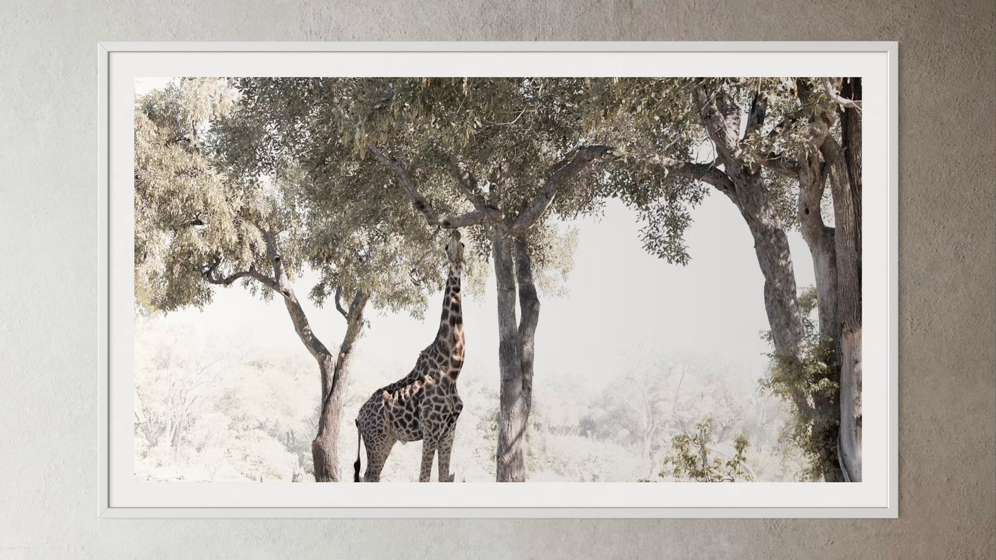 White box-framed artwork print of a portrait of a giraffe eating from a tree by Francoise V Fine Art Gallery in Cape Town, South Africa