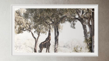 White box-framed artwork print of a portrait of a giraffe eating from a tree by Francoise V Fine Art Gallery in Cape Town, South Africa