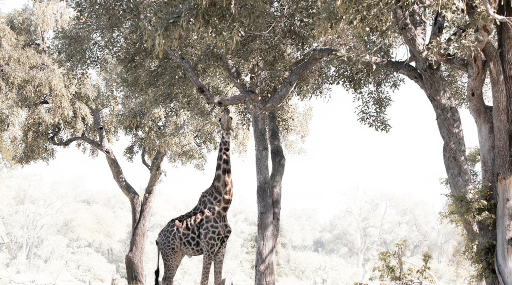 Artwork print of a portrait of a giraffe eating from a tree by Francoise V Fine Art Gallery in Cape Town, South Africa