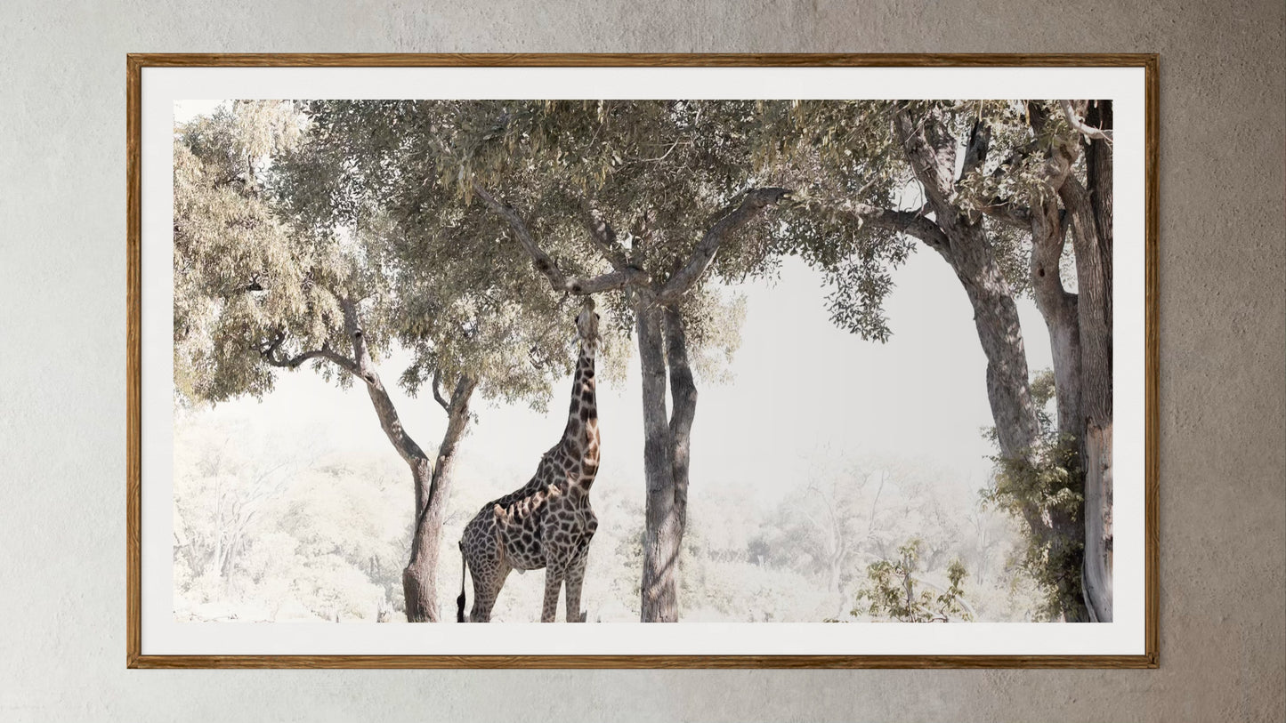 Natural Wood Kiaat framed artwork of a portrait of a giraffe eating from a tree by Francoise V Fine Art Gallery in Cape Town, South Africa